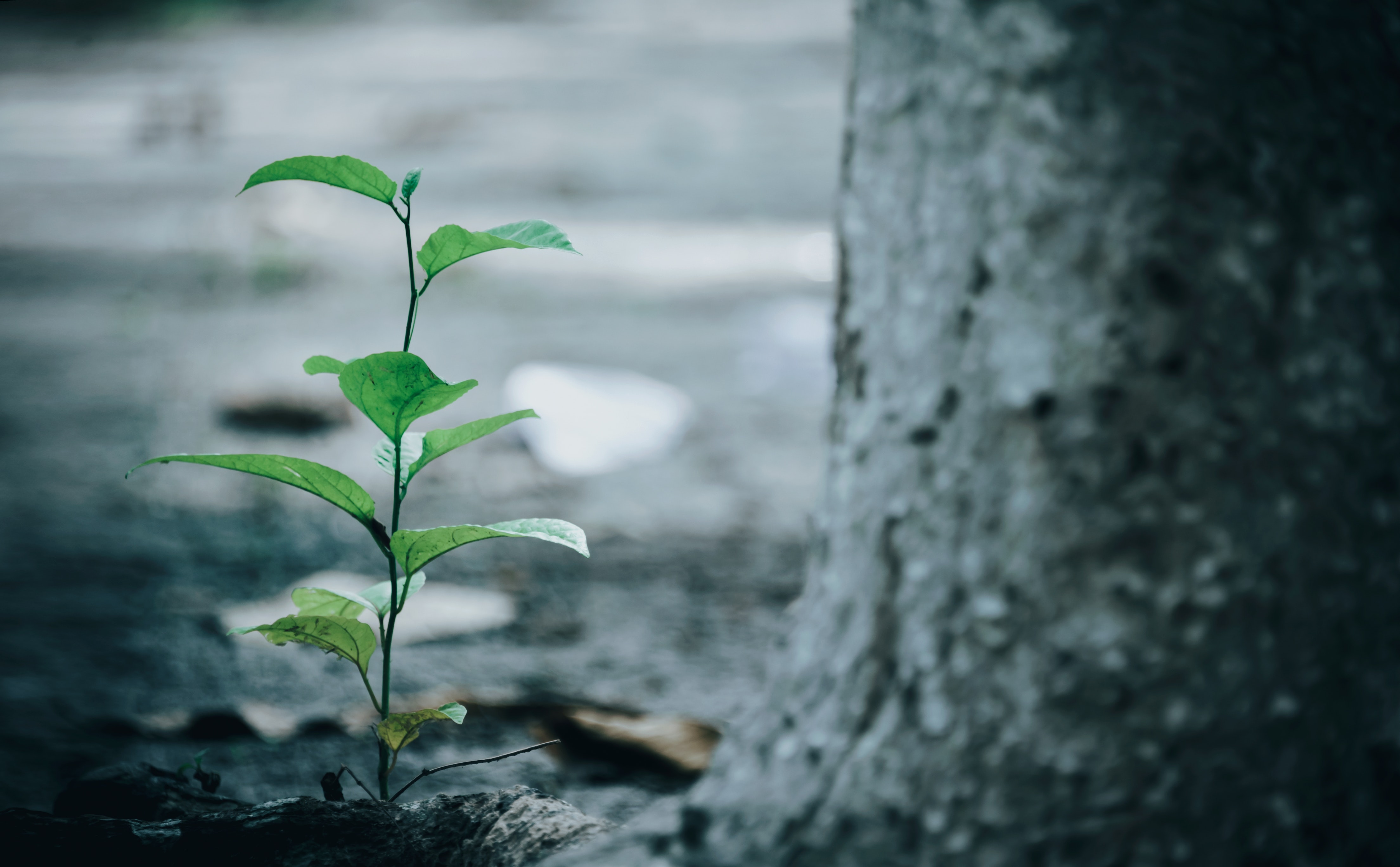 Растение знающее. Activities to Plant Trees в дождь. Эстетика обои на компьютер нежная. Resilient photo.